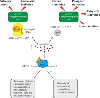 Persistence of obligate intracellular pathogens: alternative strategies to overcome host-specific stresses